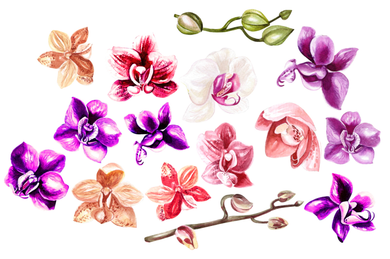 hand-drawn-watercolor-orchids-2