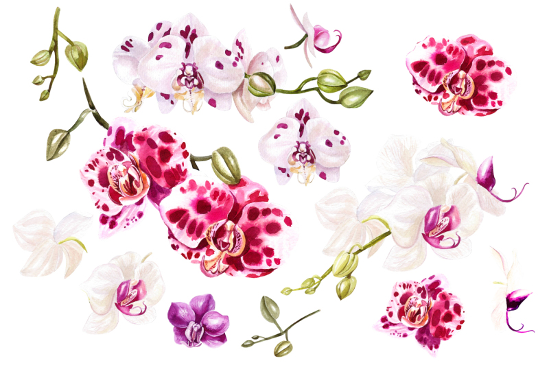 hand-drawn-watercolor-orchids-2