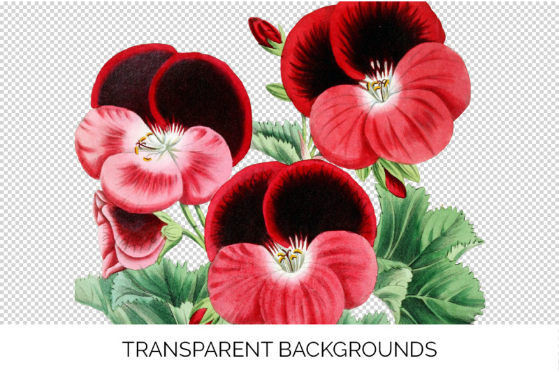 geranium-red-flowers-clipart
