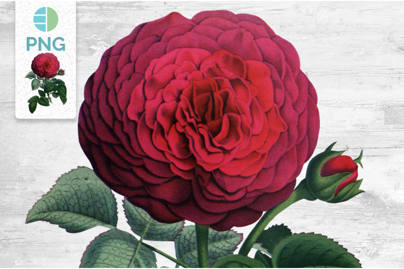 rose-red-flower-clipart