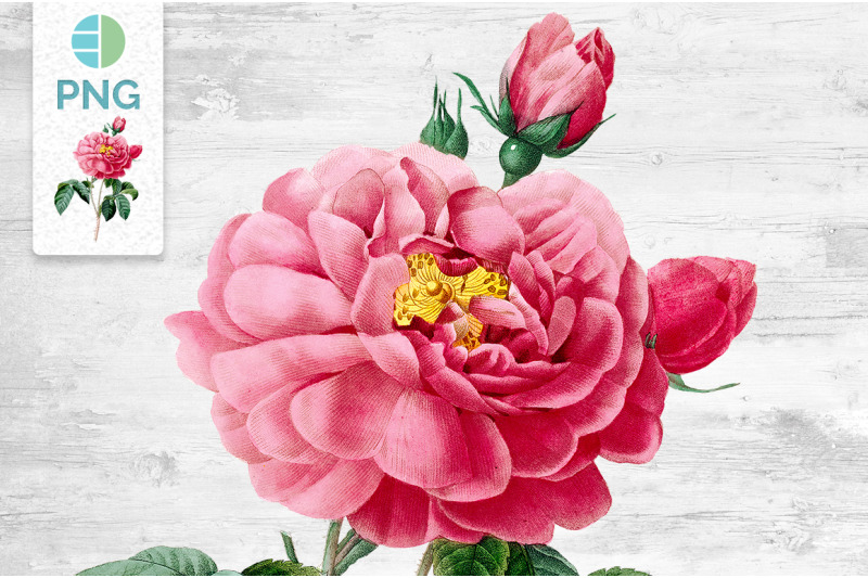 rose-pink-flower-clipart