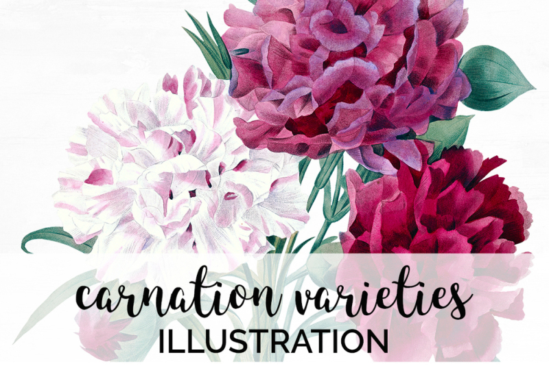 carnation-bouquet-clipart-flower