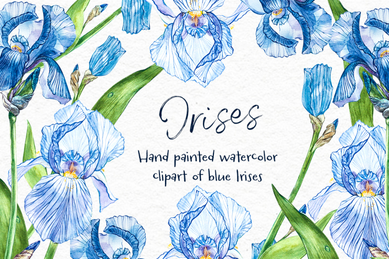 iris-watercolor-illustration