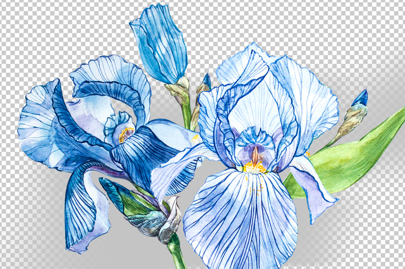 iris-watercolor-illustration