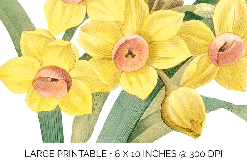 daffodil-yellow-flowers-clipart