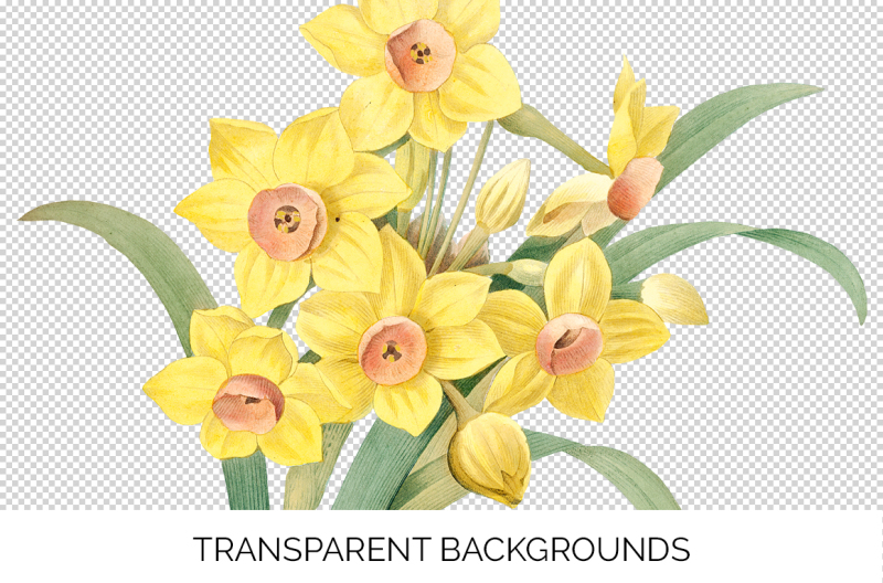 daffodil-yellow-flowers-clipart