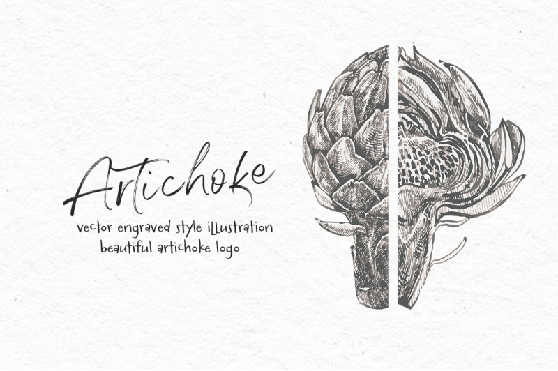 artichoke-vector-illustration