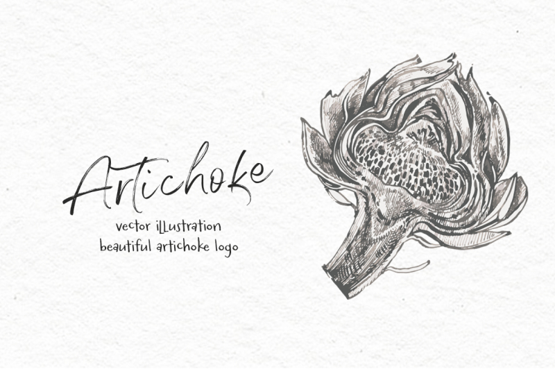 artichoke-vector-illustration