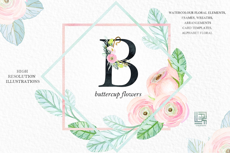 buttercups-ranunculus-soft-pink-watercolor-illustrations