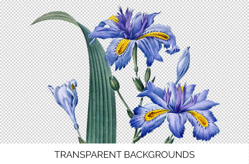 iris-clipart-flower