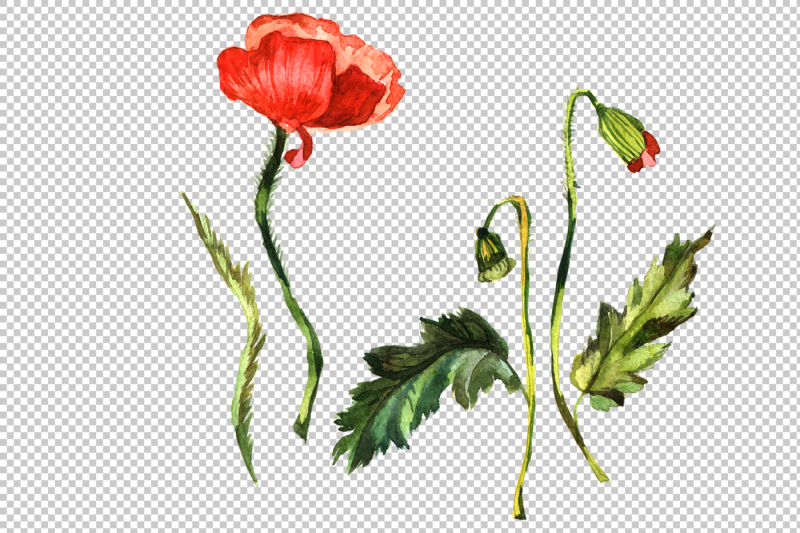 wildflower-red-poppy-png-watercolor-set