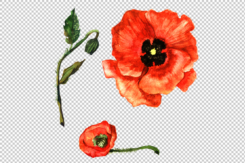 wildflower-red-poppy-png-watercolor-set