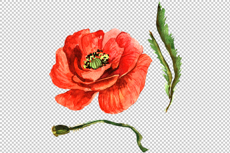 wildflower-red-poppy-png-watercolor-set