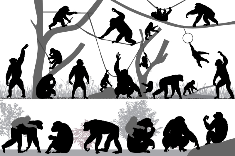 family-of-chimpanzee