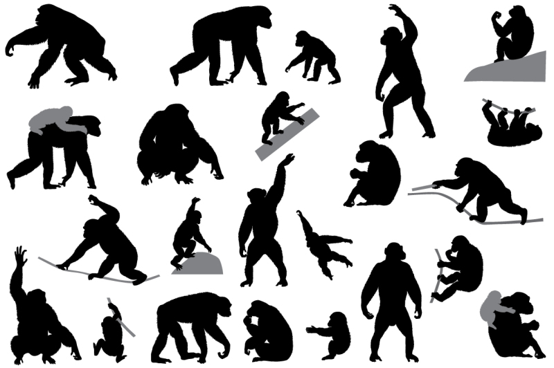 silhouettes-of-chimpanzees-and-cubs