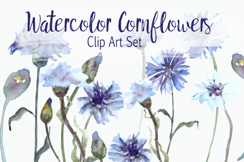 watercolor-cornflower-clip-art-set