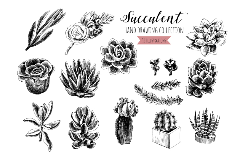 succulents-hand-drawn-collection