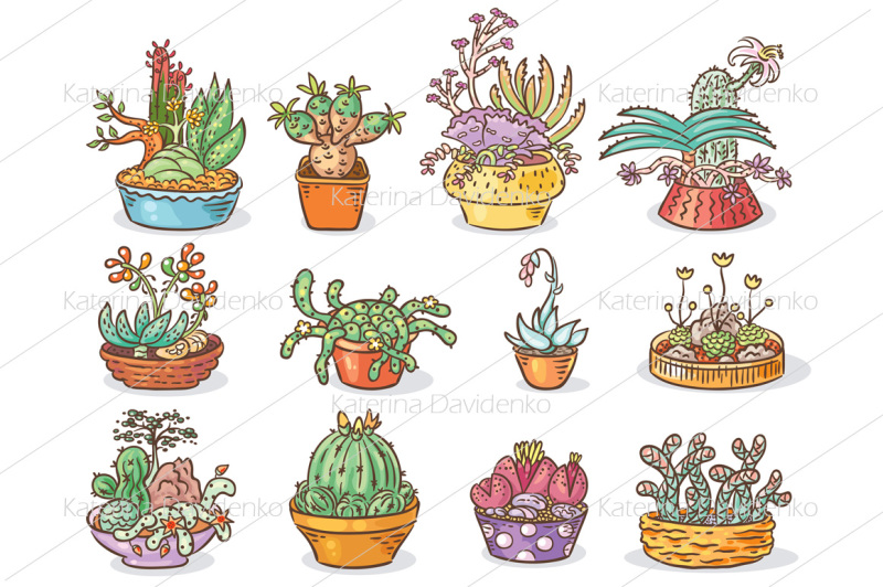 set-of-succulent-compositions-in-containers
