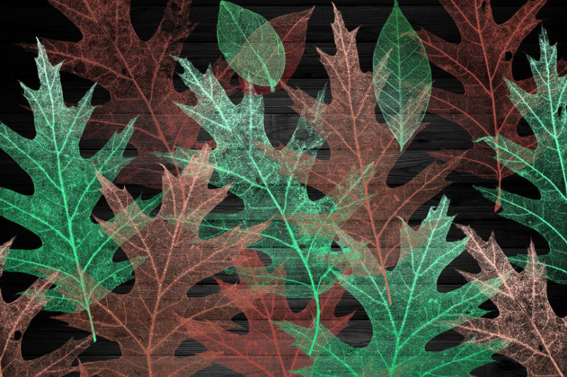 mint-and-coral-skeleton-leaves-clipart