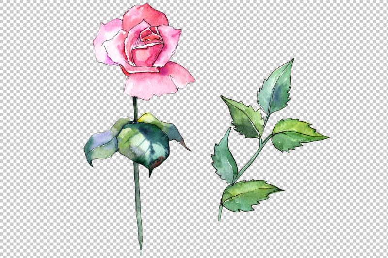 wildflower-pink-rose-png-watercolor-set