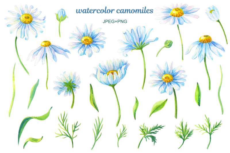 lovely-watercolor-camomiles