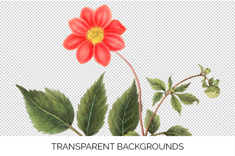 red-flower-clipart