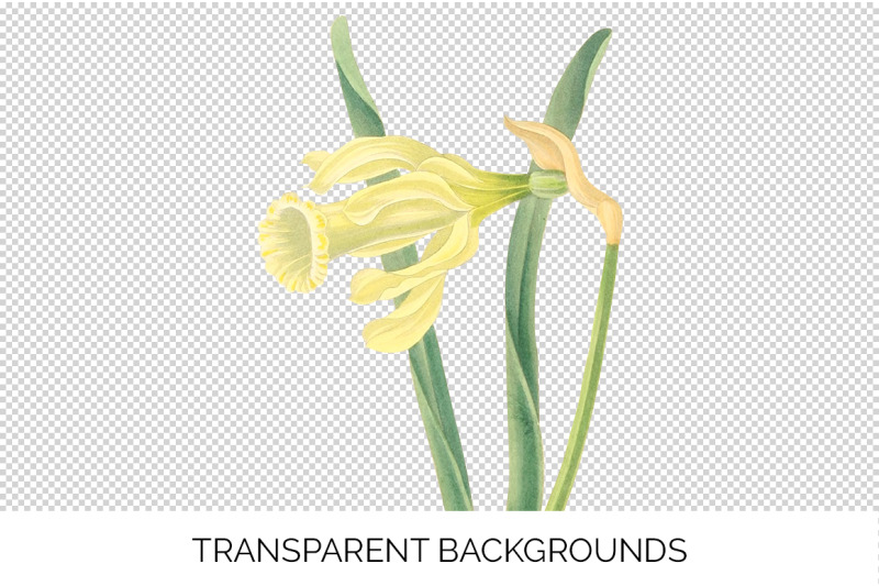daffodil-clipart