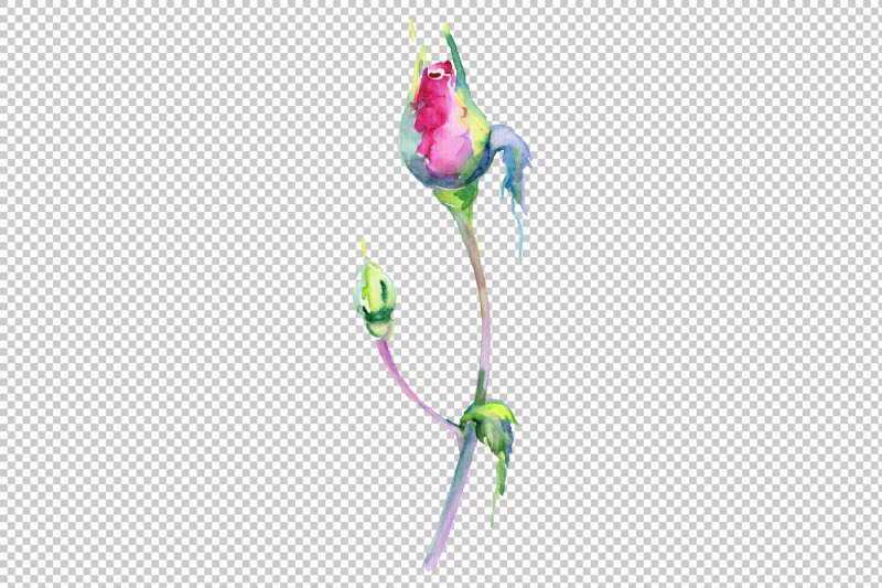 wildflower-pink-rosa-png-watercolor-set