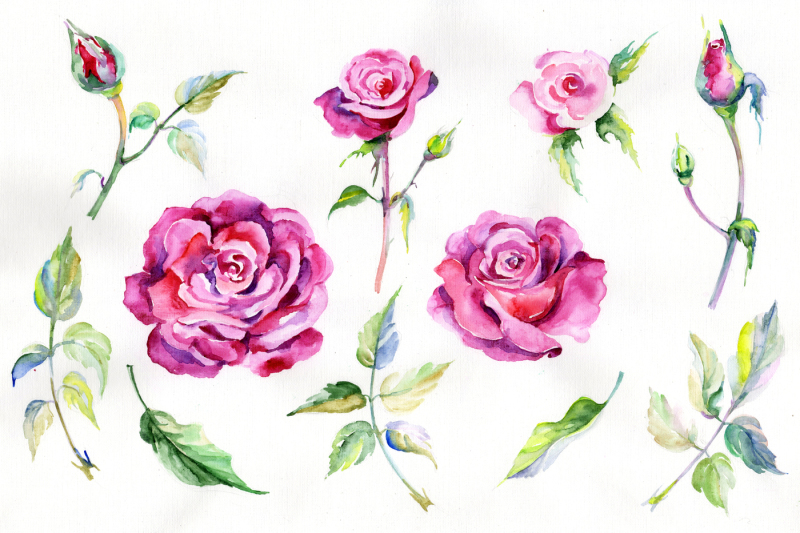 wildflower-pink-rosa-png-watercolor-set