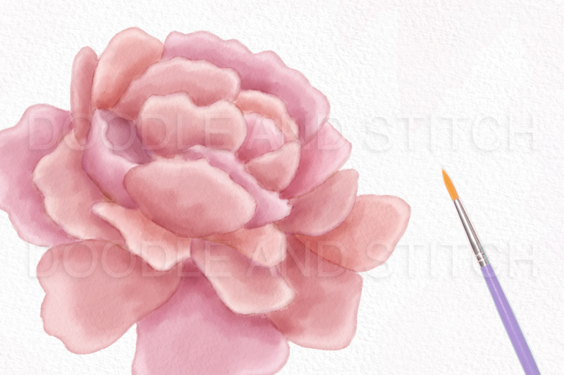 watercolor-peony-flower-illustration