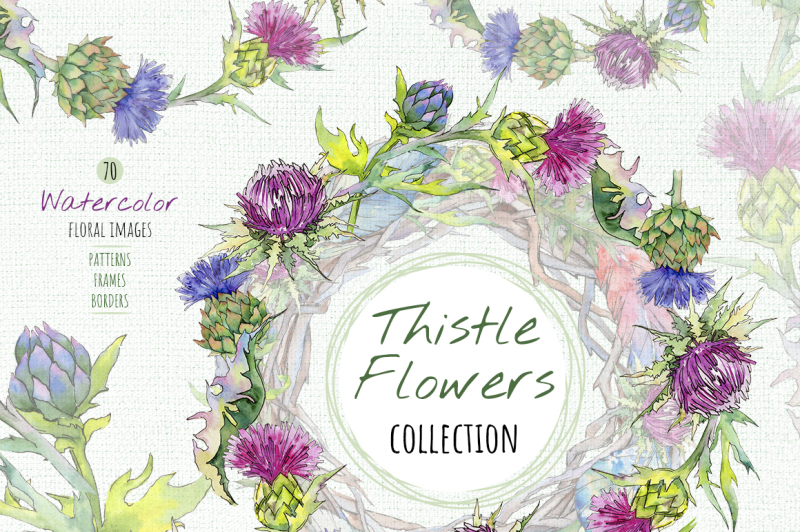 thistle-flowers-collection-png-watercolor-set