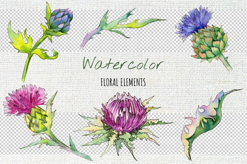 thistle-flowers-collection-png-watercolor-set