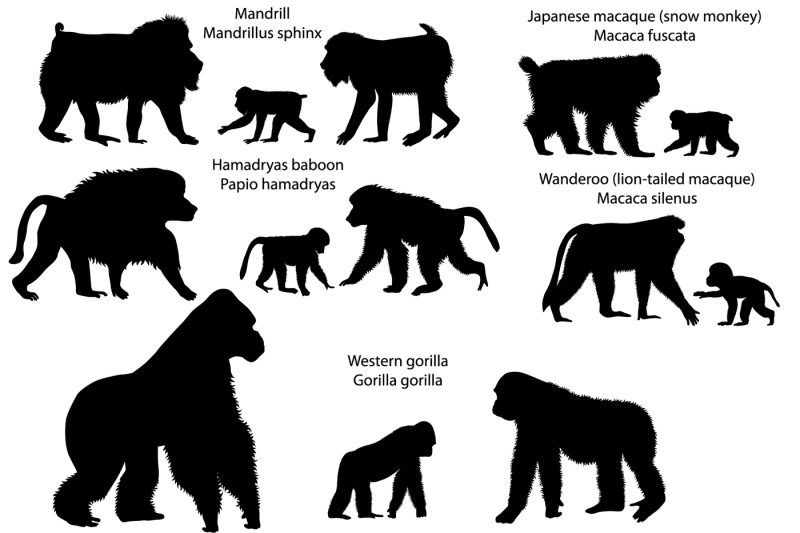 silhouettes-of-monkeys
