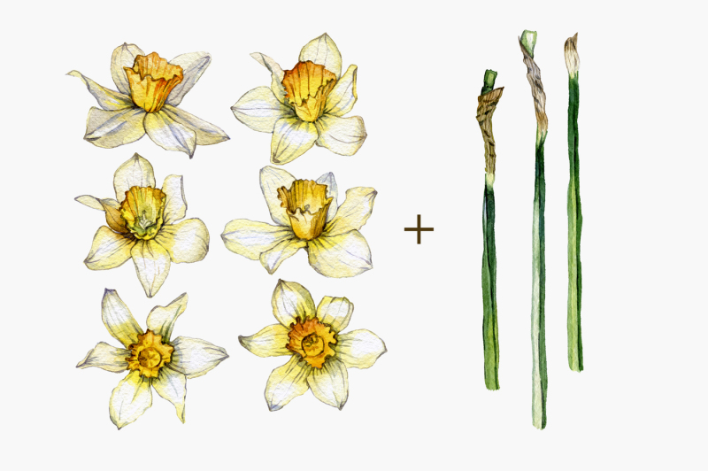 daffodil-flower