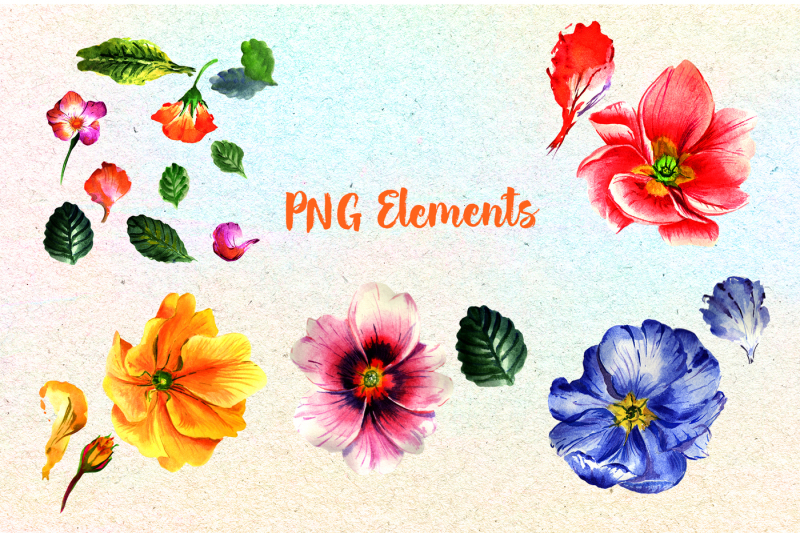 primrose-or-primula-flowers-png-watercolor-set