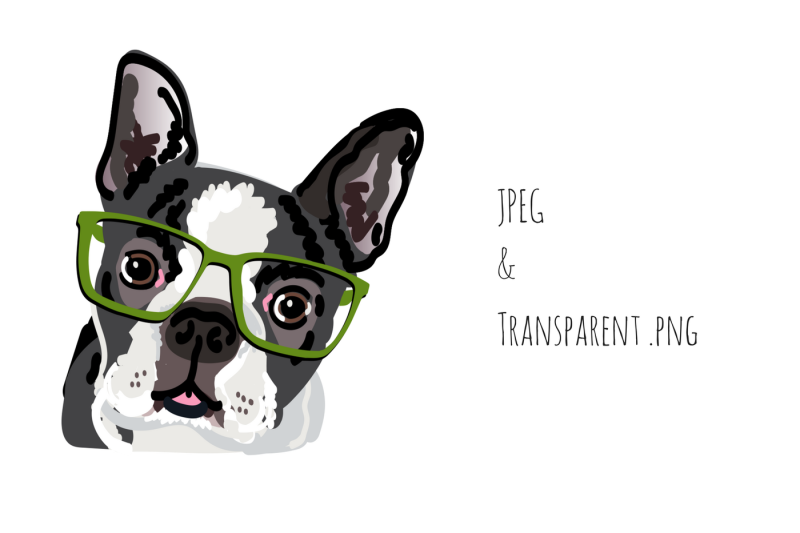 boston-terrier-in-glasses-graphic
