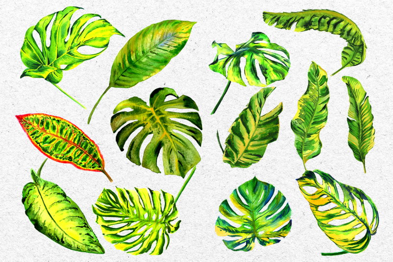 tropics-leaves-monstera-png-watercolor-set.