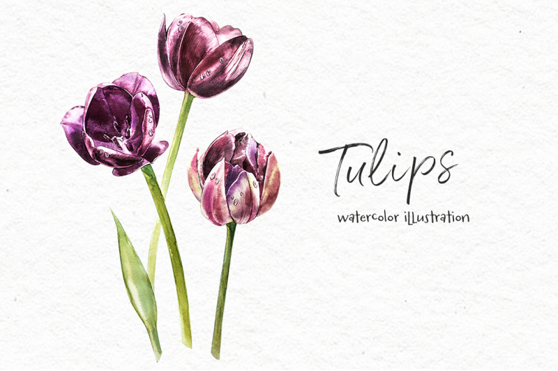 tulips-flowers