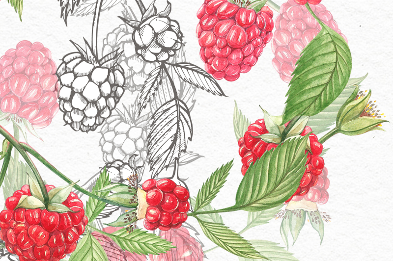 raspberry-graphic-and-watercolor-clipart