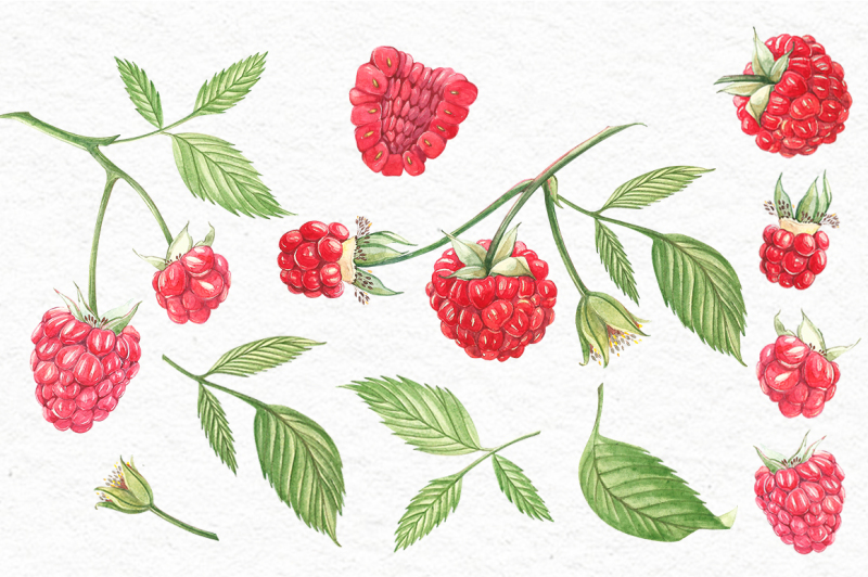 raspberry-graphic-and-watercolor-clipart