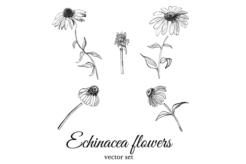 set-with-sketches-of-echinacea-flowers