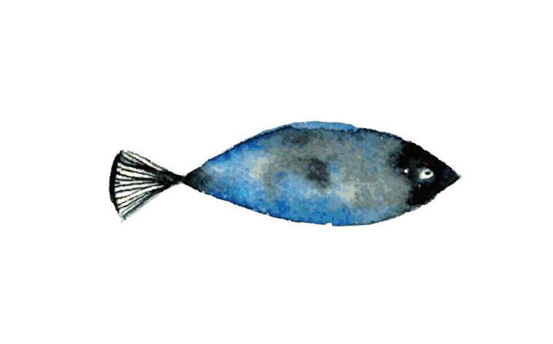 blue-fish