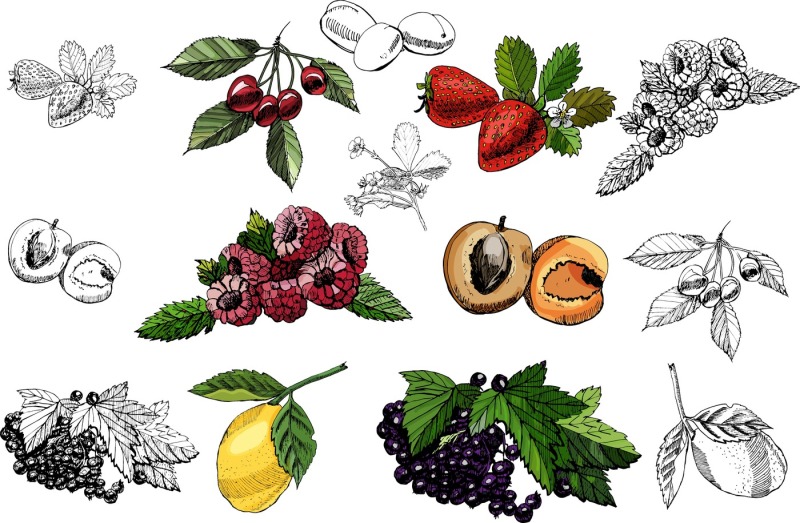 bundle-with-sketches-of-berries-and-fruits-in-color-and-monochrom