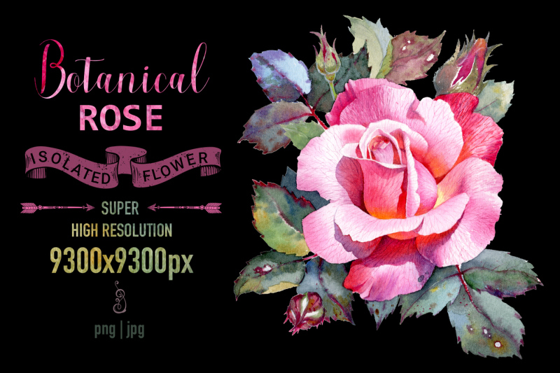 rose-flower-botanical-illustration
