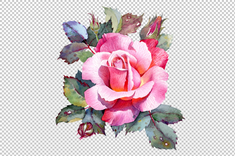 rose-flower-botanical-illustration