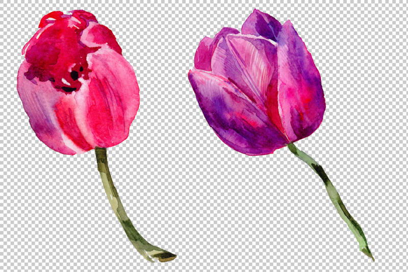 red-and-purple-tulip-flowers-watercolor-png