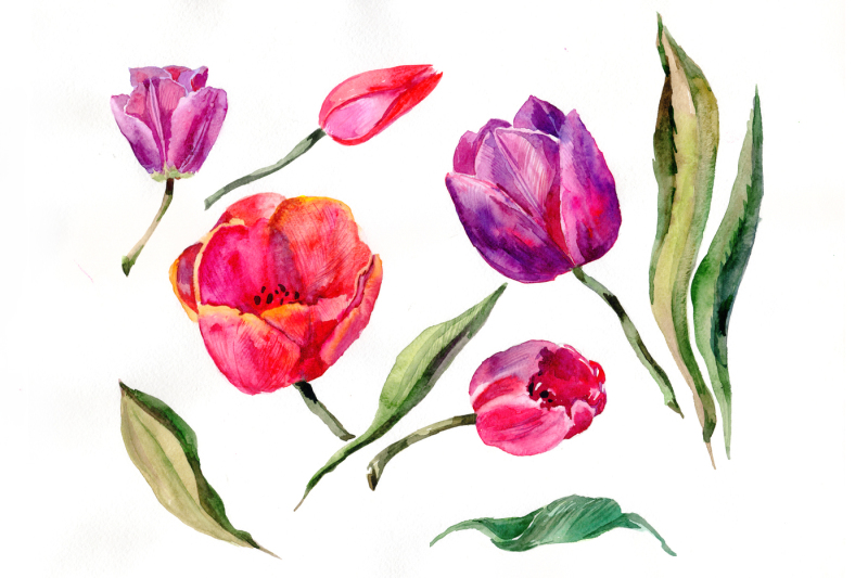 red-and-purple-tulip-flowers-watercolor-png