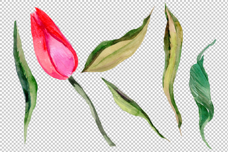 red-and-purple-tulip-flowers-watercolor-png