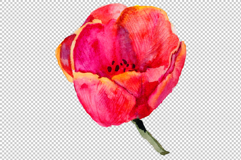 red-and-purple-tulip-flowers-watercolor-png