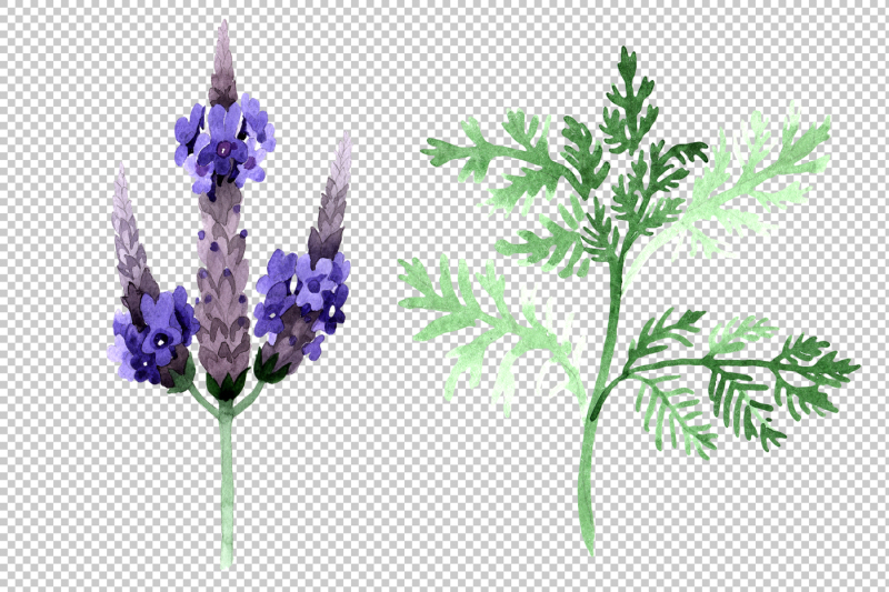 violet-lavender-png-watercolor-set